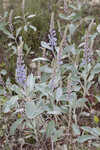 Gulf Coast lupine